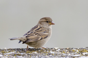 House sparrow, Passer domesticus.