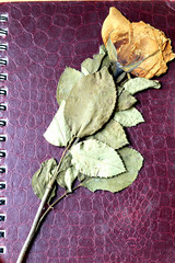 Withered rose,