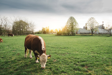 Cow grazing on pasture