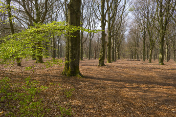 Beech forest sprouting in sunlight in spring