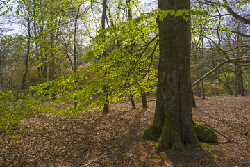 Obraz premium Beech forest sprouting in sunlight in spring