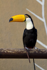 Toucan
