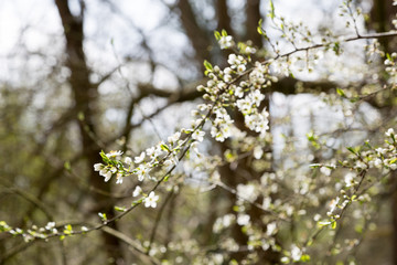 Arbre en fleurs au printemps
