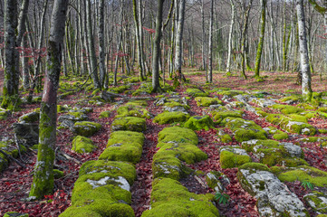 Trees and stones covered by green moss in the fores