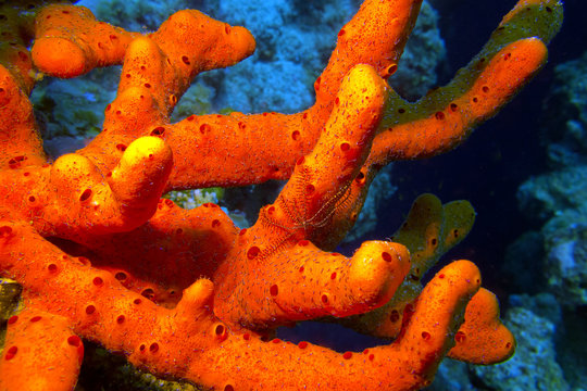 red sea sponge with brittle starfish, underwater