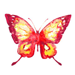 butterflies design