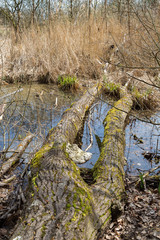 Troncs d'arbre sur l'étang