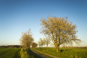 Kwitnące czereśnie © Mike Mareen