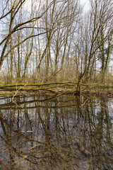 Fototapeta na wymiar Arbres sur l'étang