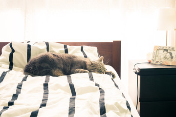 European shorthair cat sleeping in bed at home - 82121319