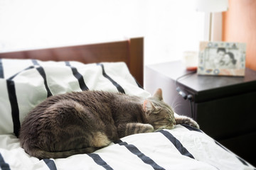European shorthair cat sleeping in bed at home
