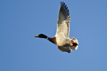Mallard Duck Flying in a Blue Sky