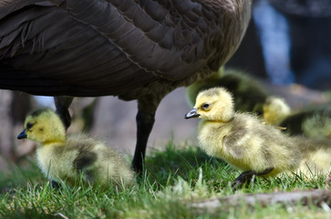 Newborn Goslings Staying Close to Mom