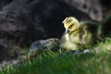 Newborn Gosling Wearing a Pine Needle Hat
