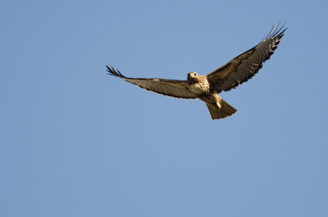 Red-Tail Hawk Flying in a Blue Sky