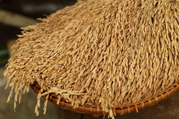 Rice in the husks, paddy, unmilled rice in wicker bamboo basket.