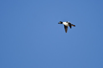 Common Goldeneye Duck Flying in a Blue Sky