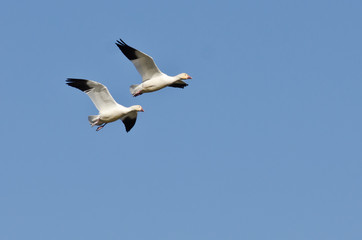 Fototapeta na wymiar Pair of Snow Geese Flying in a Blue Sky