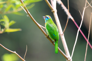 Black-browed Barbet (Megalaima oorti) in Sumatra, Indonesia