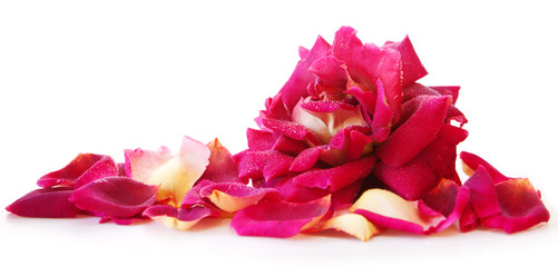 Fototapeta premium Pink rose isolated.
