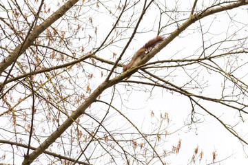 Écureuil roux dans les arbres