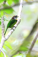 Fire-tufted Barbet (Psilopogon pyrolophus) in Sumatra, Indonesia