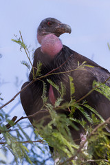 California Condor