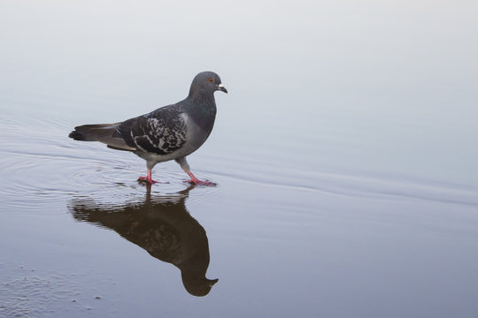 Pigeon walking on the river, Shadow, mirror, reflection