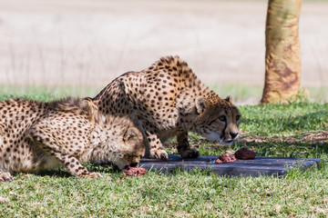 Cheetah - Acinonyx jubatus