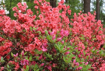 Azalea