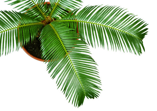 Green Palm Tree In Pot Close Up