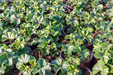 flower seedlings in pots