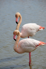 Flamands roses