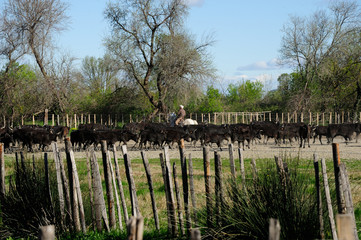 taureaux camarguais