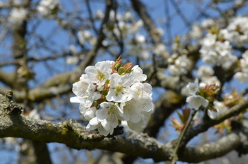 Baumblüte der Kirsche