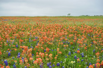 Flower field