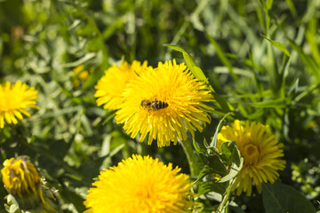 A bee at work on a meadow
