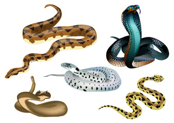 Obraz premium serpents