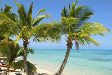 Fiji, south sea and beach with coconut palm