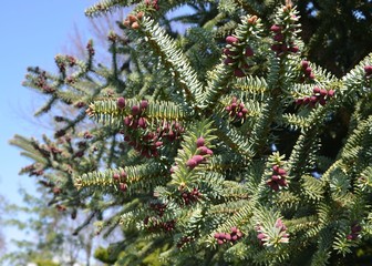 Bilder und Videos suchen ziertanne