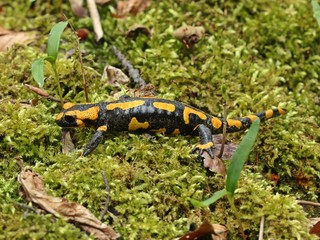 Feuersalamander im Nationalpark Kellerwald