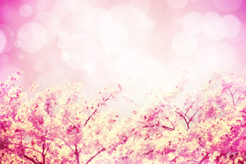 Obraz na płótnie Canvas An image of pink tone cherry blossoms flowers and bokeh backgrou