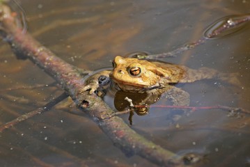 Männliche Erdkröte im Teich