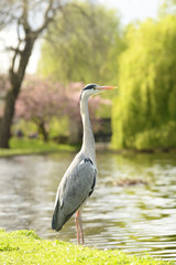 Grey Heron, Ardea cinerea