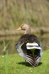 Greylag Goose, Anser anser