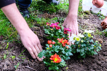 Planting mutlicolor chrysanthemums on soil
