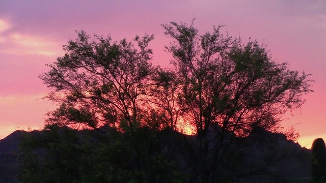 Palo Verde Trees sunset in the Superstition Mountains, Arizona