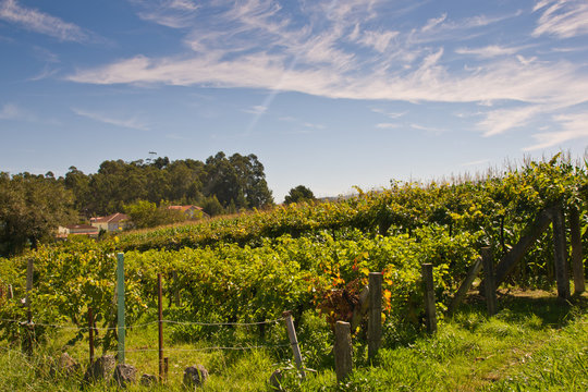 vineyards