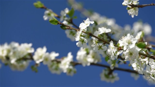 Branches of white plum tree in blossom swaying on the wind again