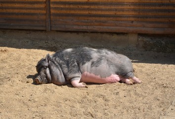 Hängebauchschwein liegt faul in der Sonne